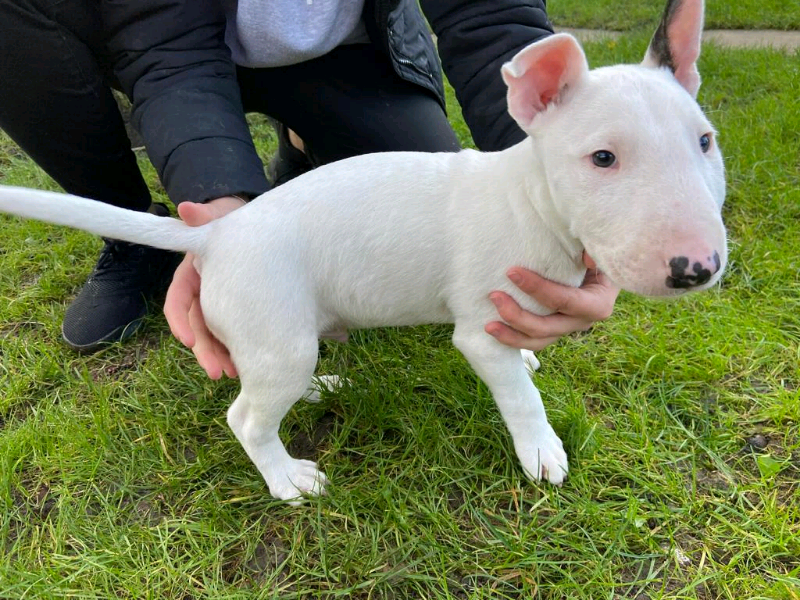 bull terrier gumtree
